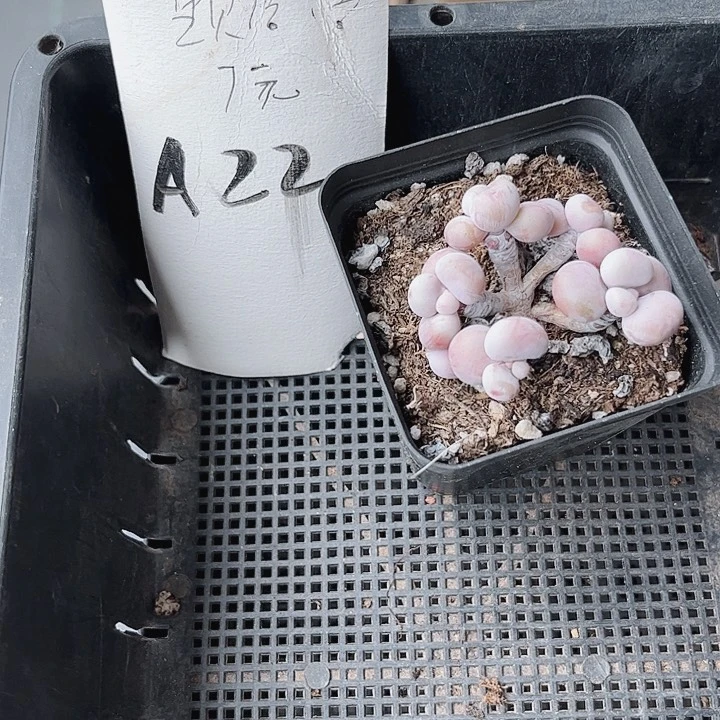 用****322密密麻麻密密麻麻