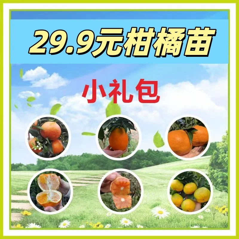 超级实惠柑橘苗小礼包甘平阿蜜达砂糖橘纽荷尔脐橙大分蜜桔爱媛苗