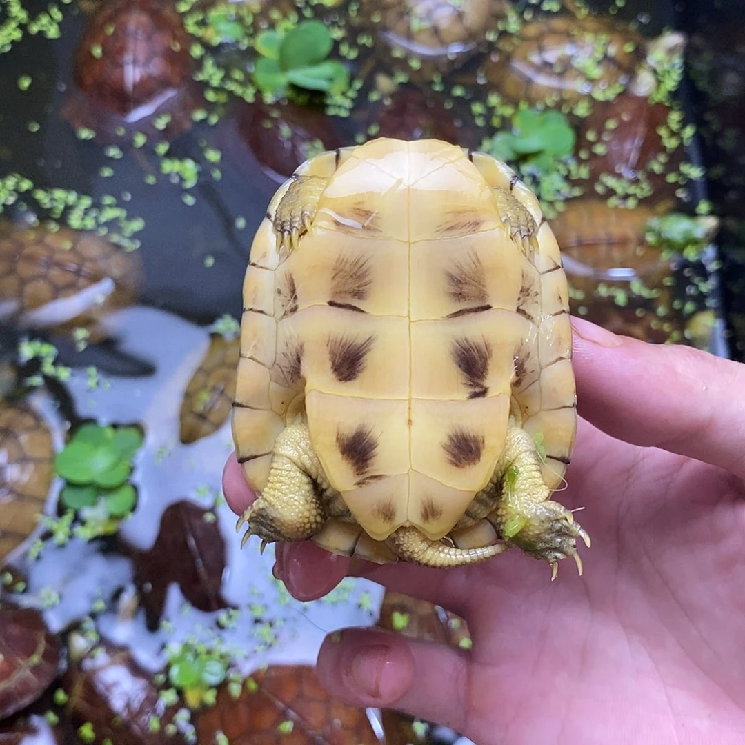 不分公母绿毛龟淡**、