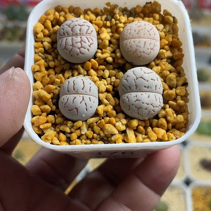 佳人园艺多肉生石花红网纹优选大白376