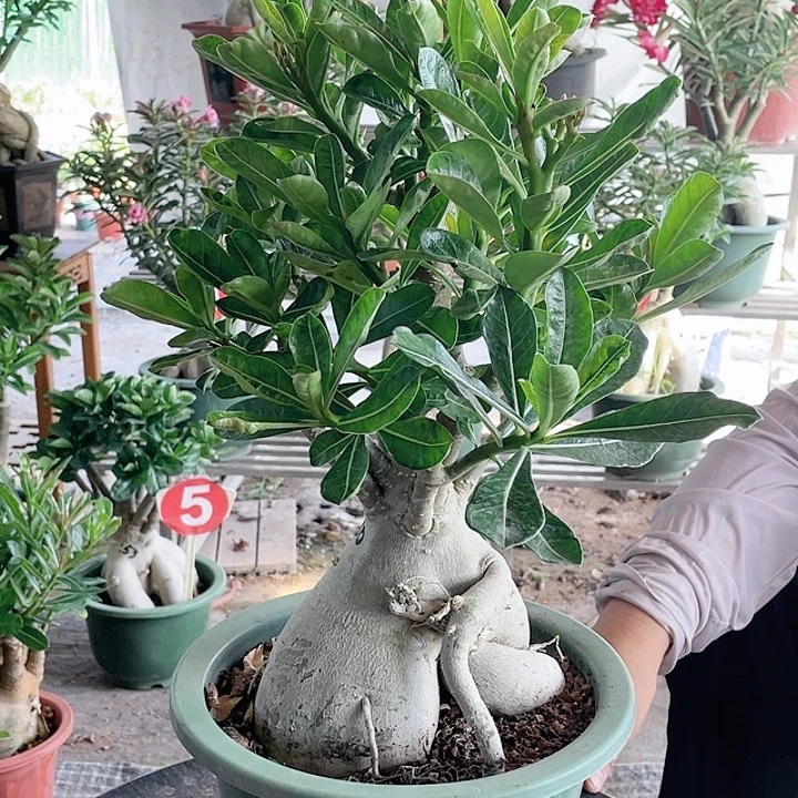 养***心完全开放沙漠玫瑰