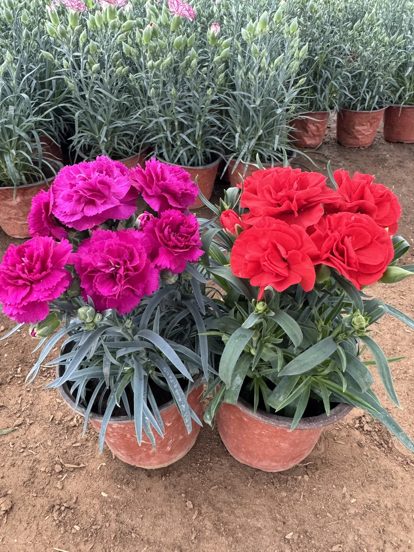 康乃馨【红颜＋紫玉】大红大紫 四季开花带花苞盆栽庭院原盆原土发货