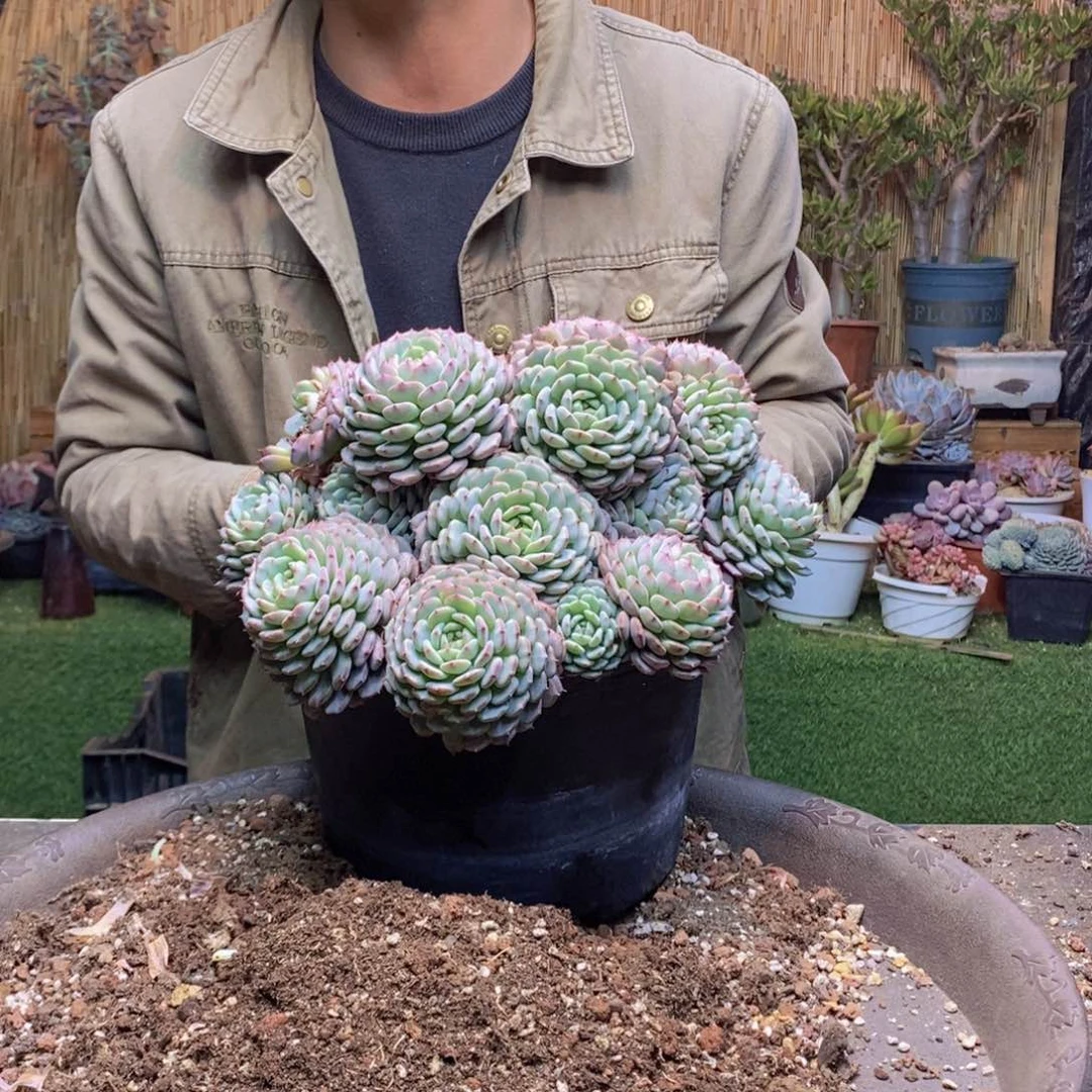 依***✪520 号白胖子多肉