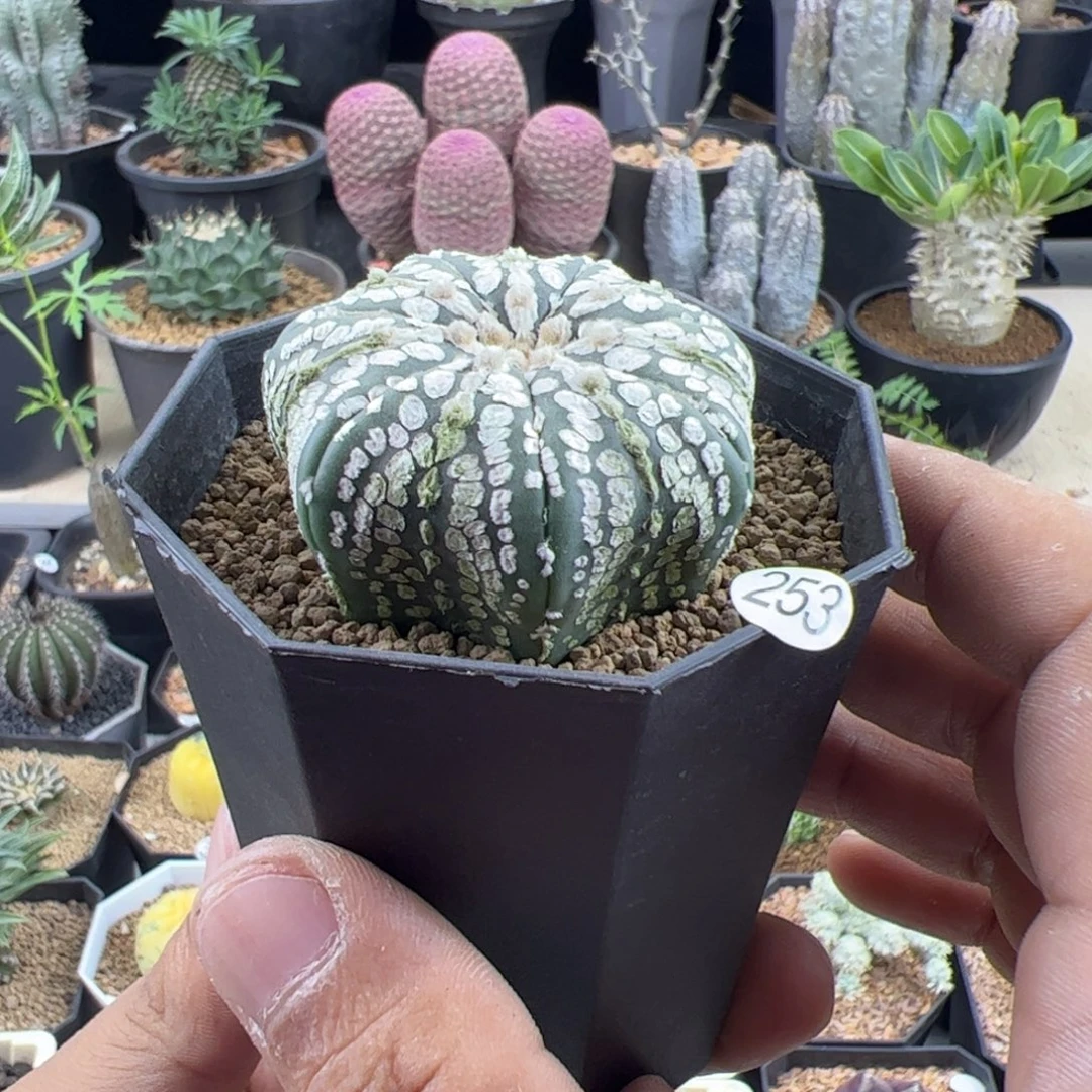 海星兜实生4.7一物一拍带盆发