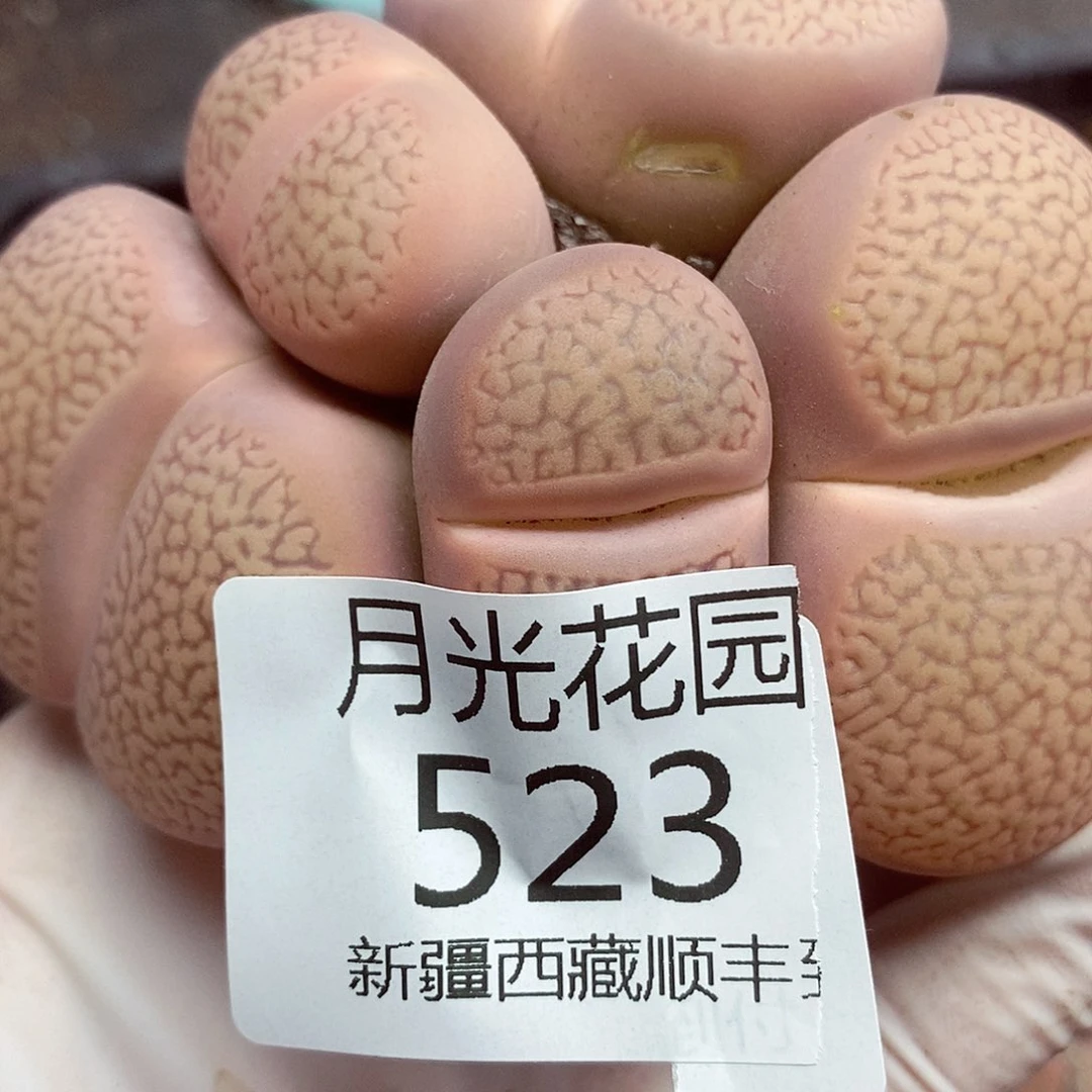 我要做自己爱干就给你523