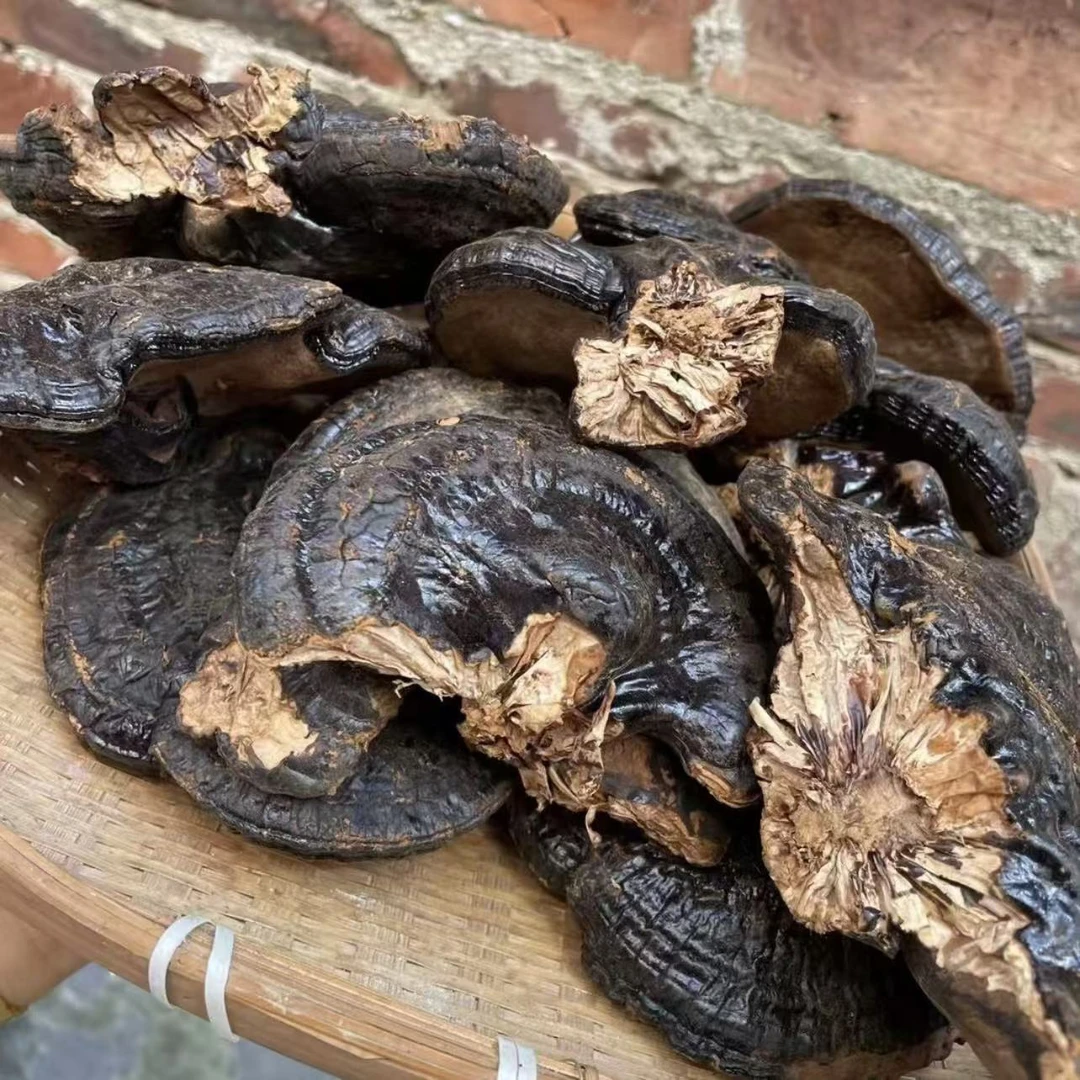 黑灵芝 可搭配西洋参煲汤煮水