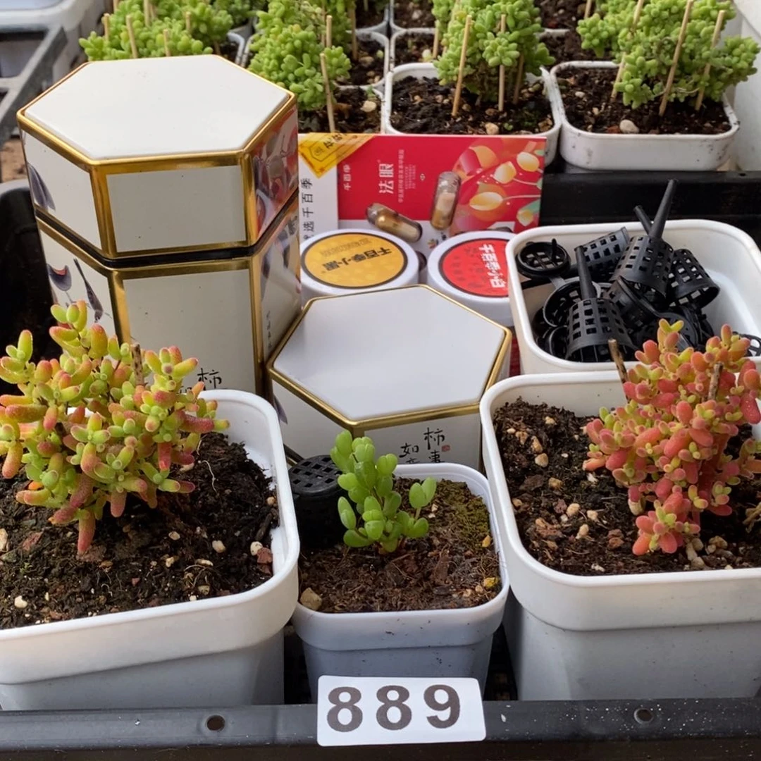 枝干番杏多肉植物889