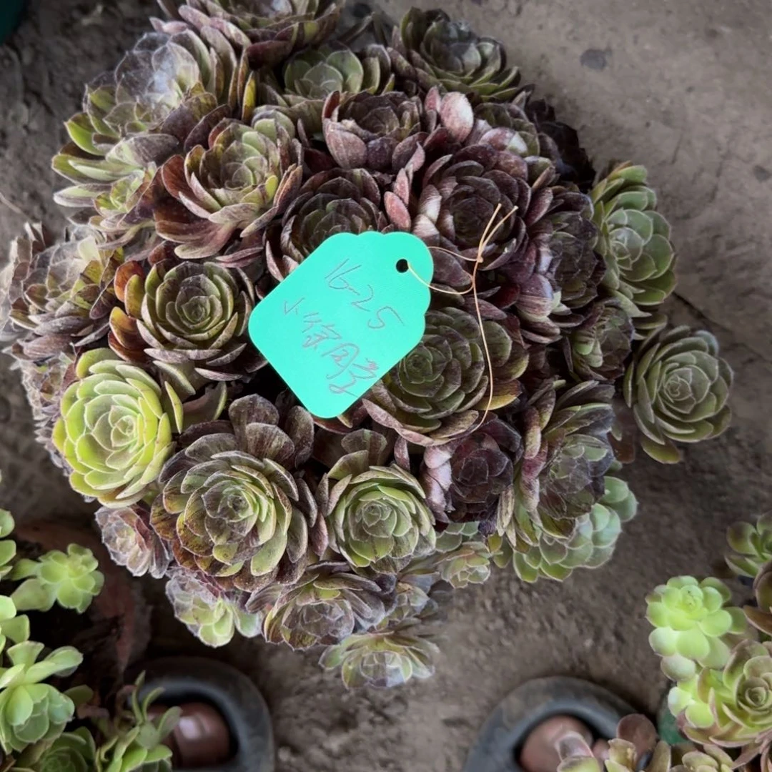 ****学法师墨染寄养16-25