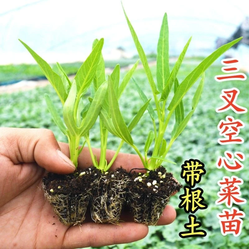 正宗高产三叉空心菜种籽柳叶通心菜种子四季阳台蔬菜种子盆栽菜园