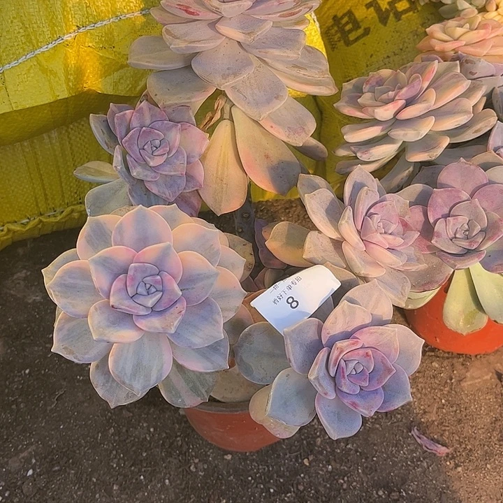 芬***紫乐锦群，一物一拍