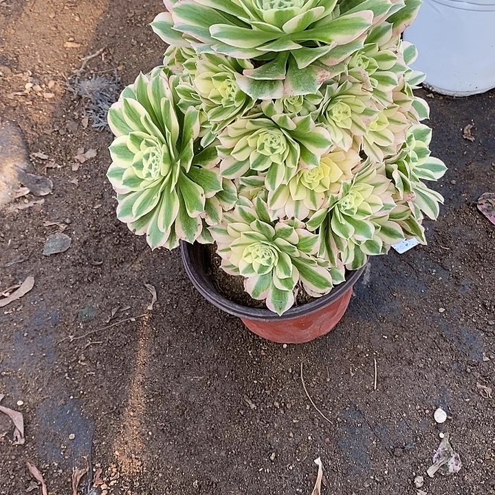 多肉植物迈巴赫815多肉