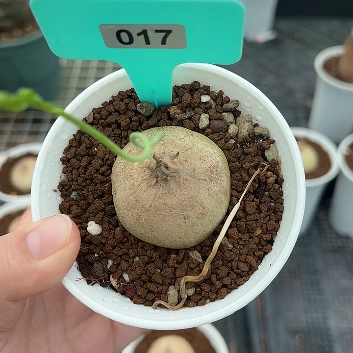 鹿角苍角殿多肉植物