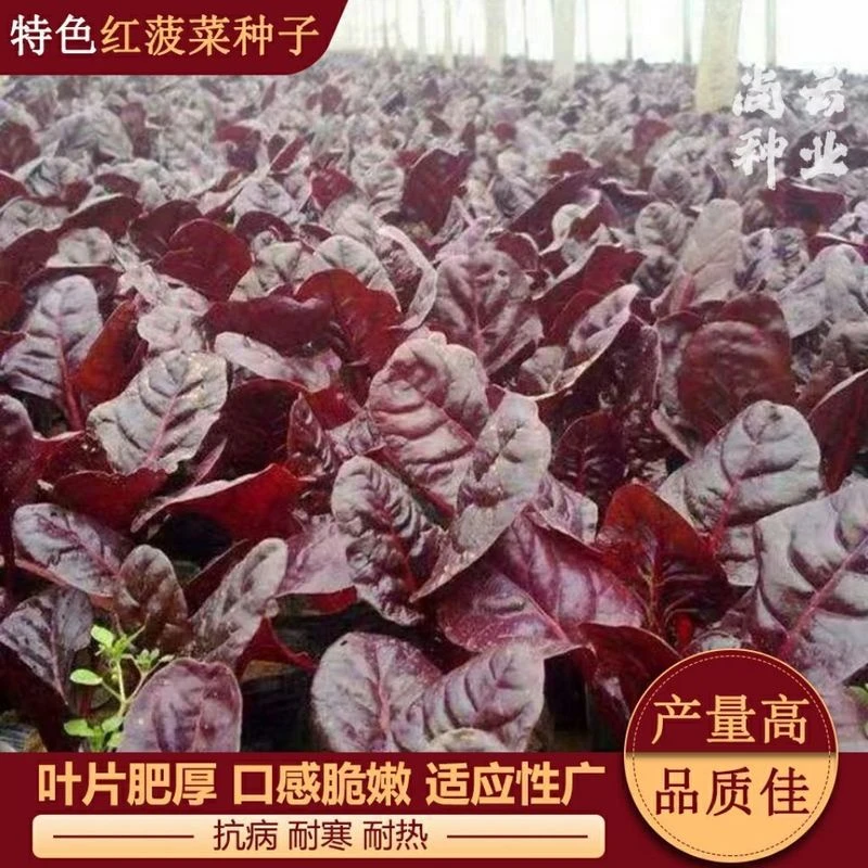 特色红菠菜种子耐寒紫红色菠菜种子耐热抗病庭院菜园美味菠菜种孑