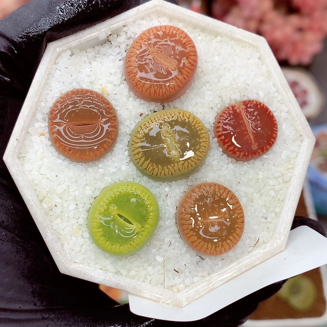 郎哥多肉生石花9-73