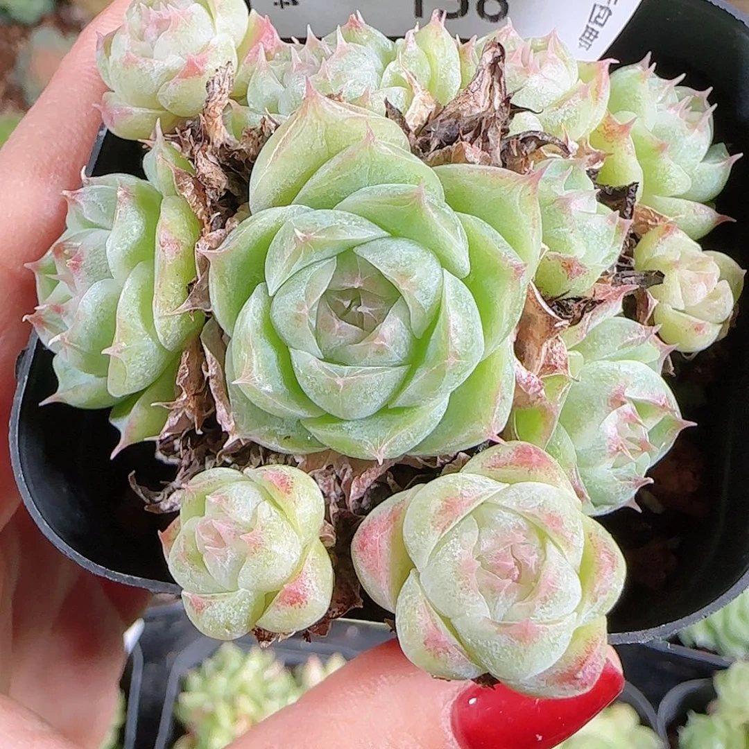 1024-138优选麦秆不包整