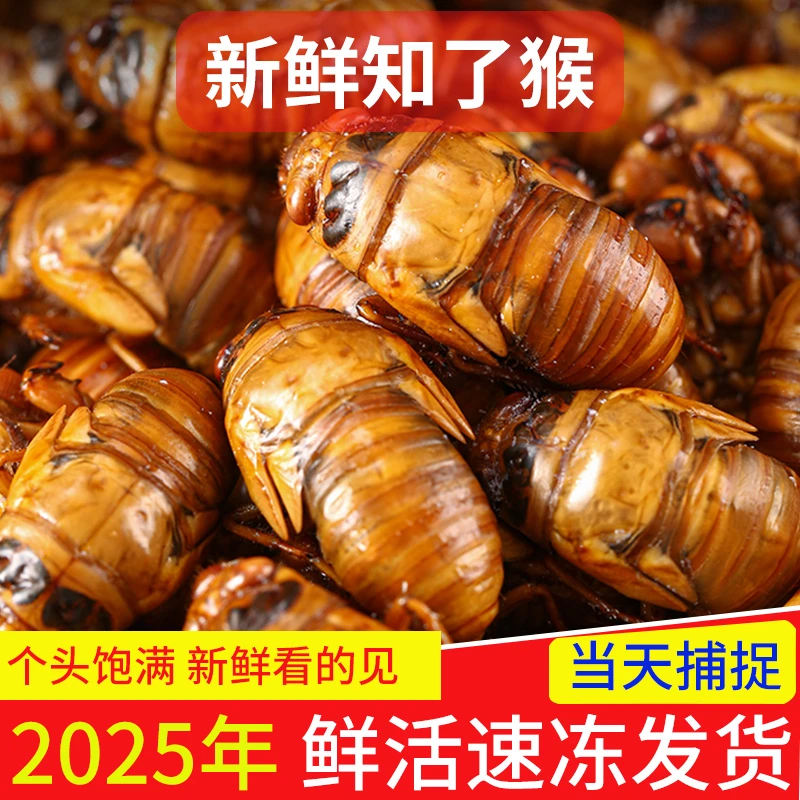 【野生大蝉】2025新鲜山东金1蝉知了蝉猴 爬叉品质装【个大新鲜】顺丰包邮巨香巨好吃