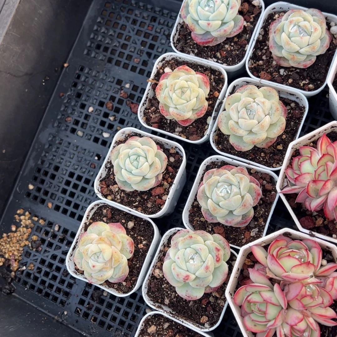 厚梦单头4cm到手1颗量拍多肉满18元包邮明天发货