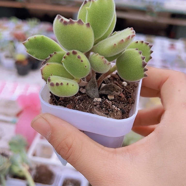 绿熊托土发货19包邮