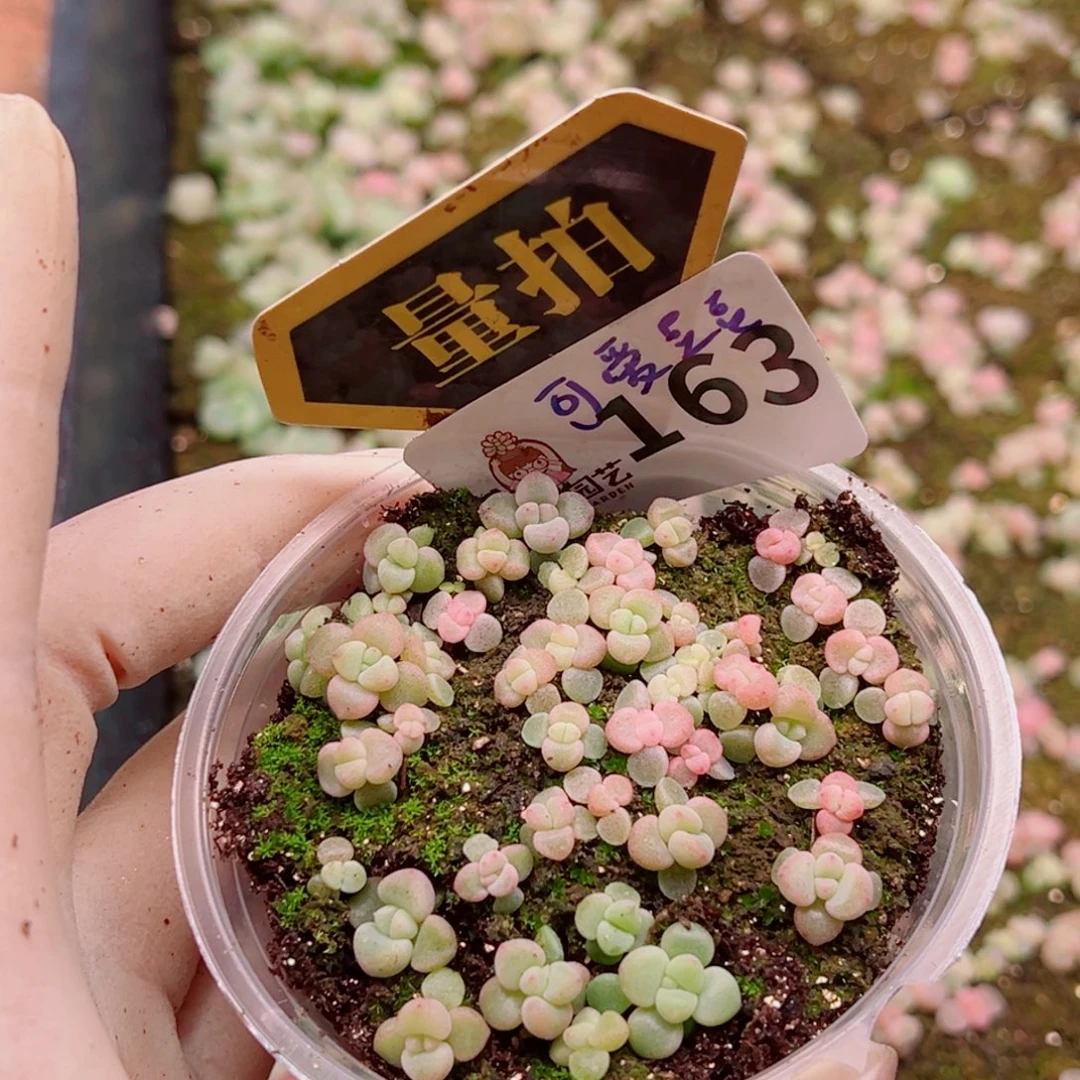 多肉植物多肉植物