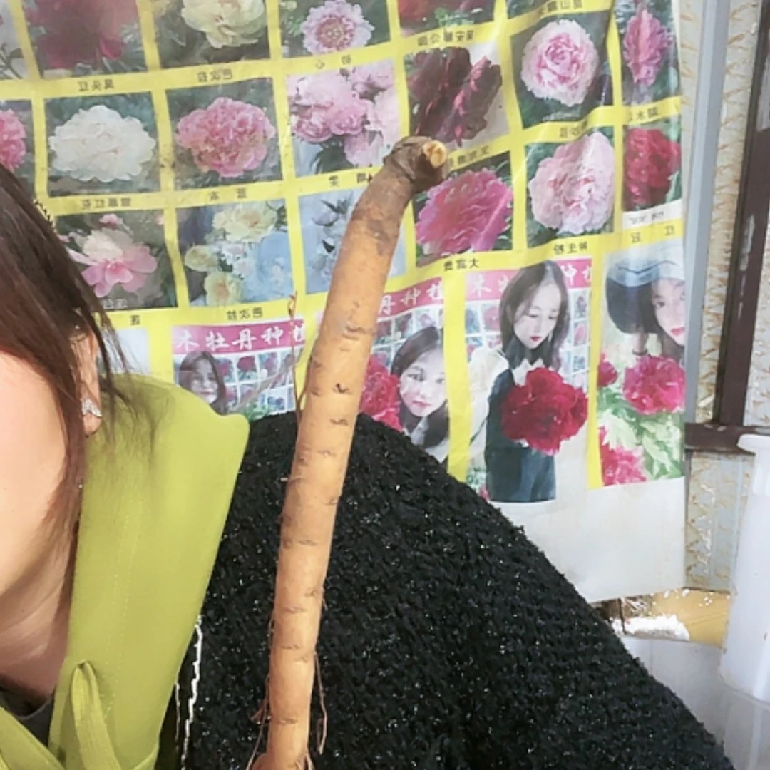 【闪购商品】完全开放凯西触摸根芽