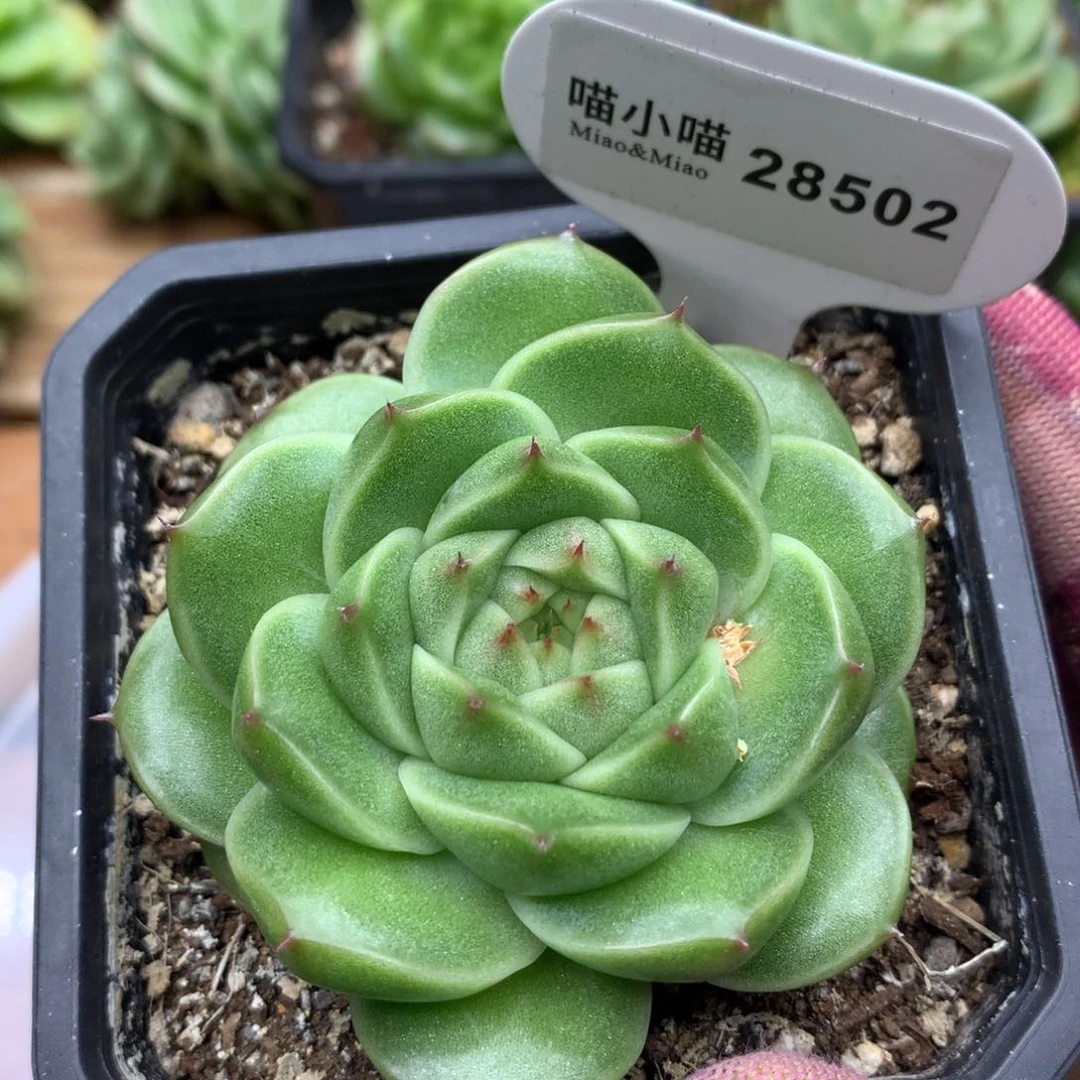 多肉植物东云珍妮