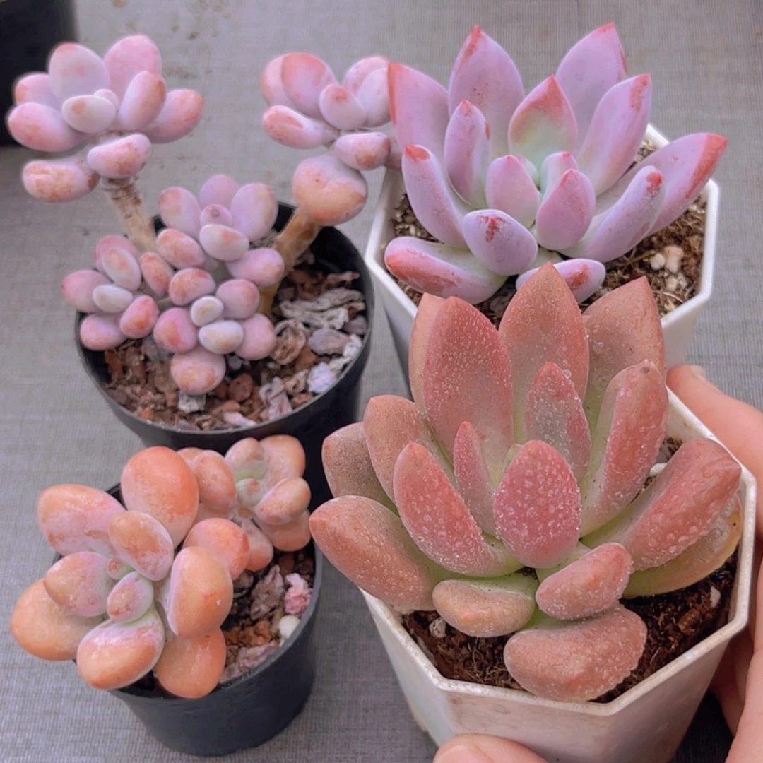 桃蛋。洛神。奥普 桃花源