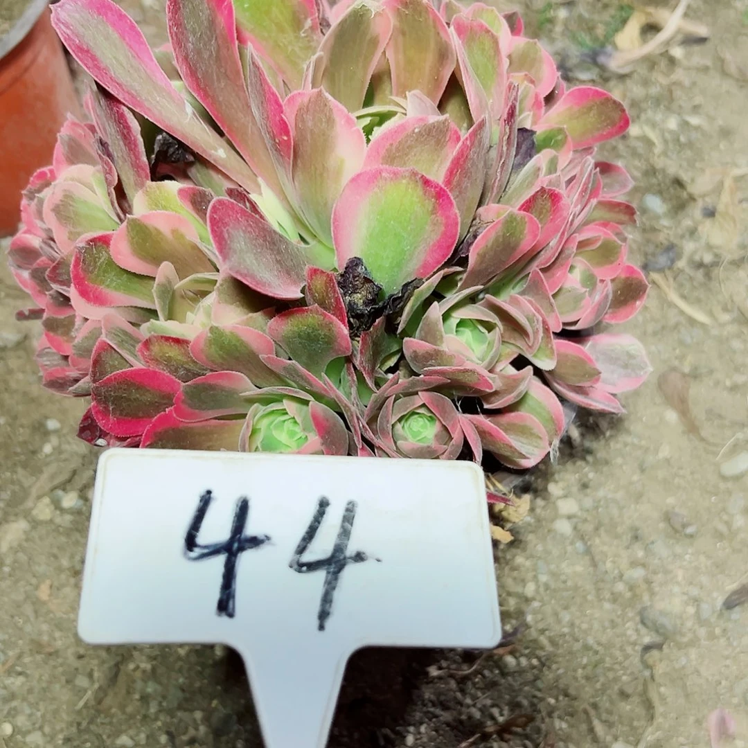 多肉植物粉女浪法师