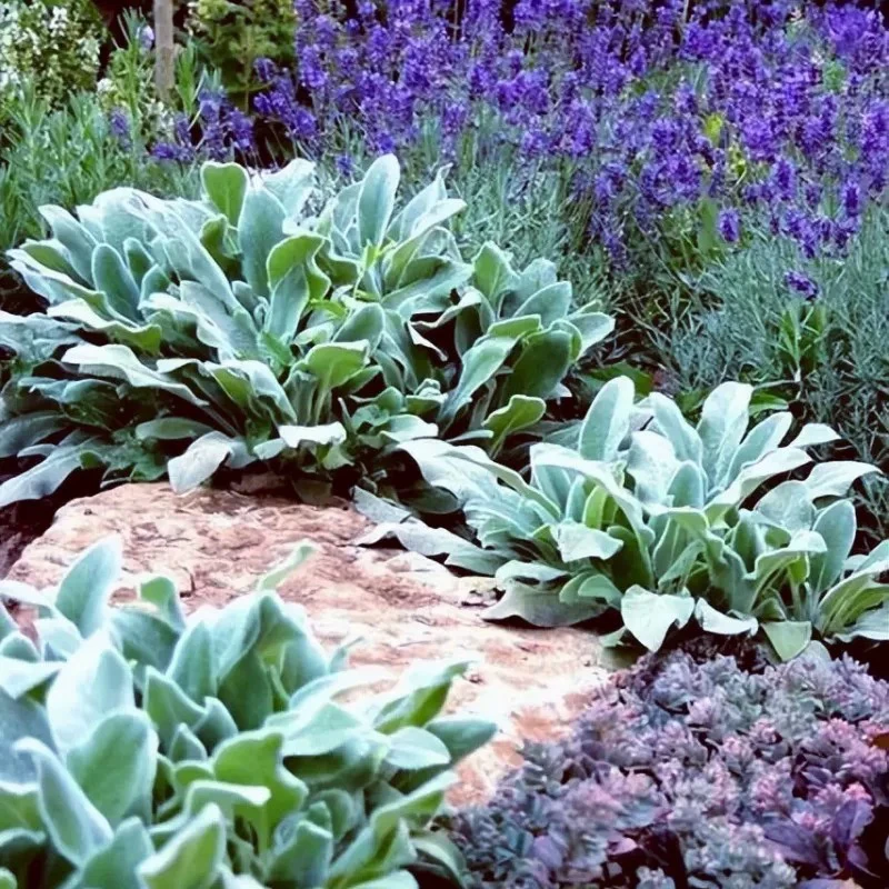 棉毛水苏多年生宿根花卉耐寒耐热阳台庭院花卉