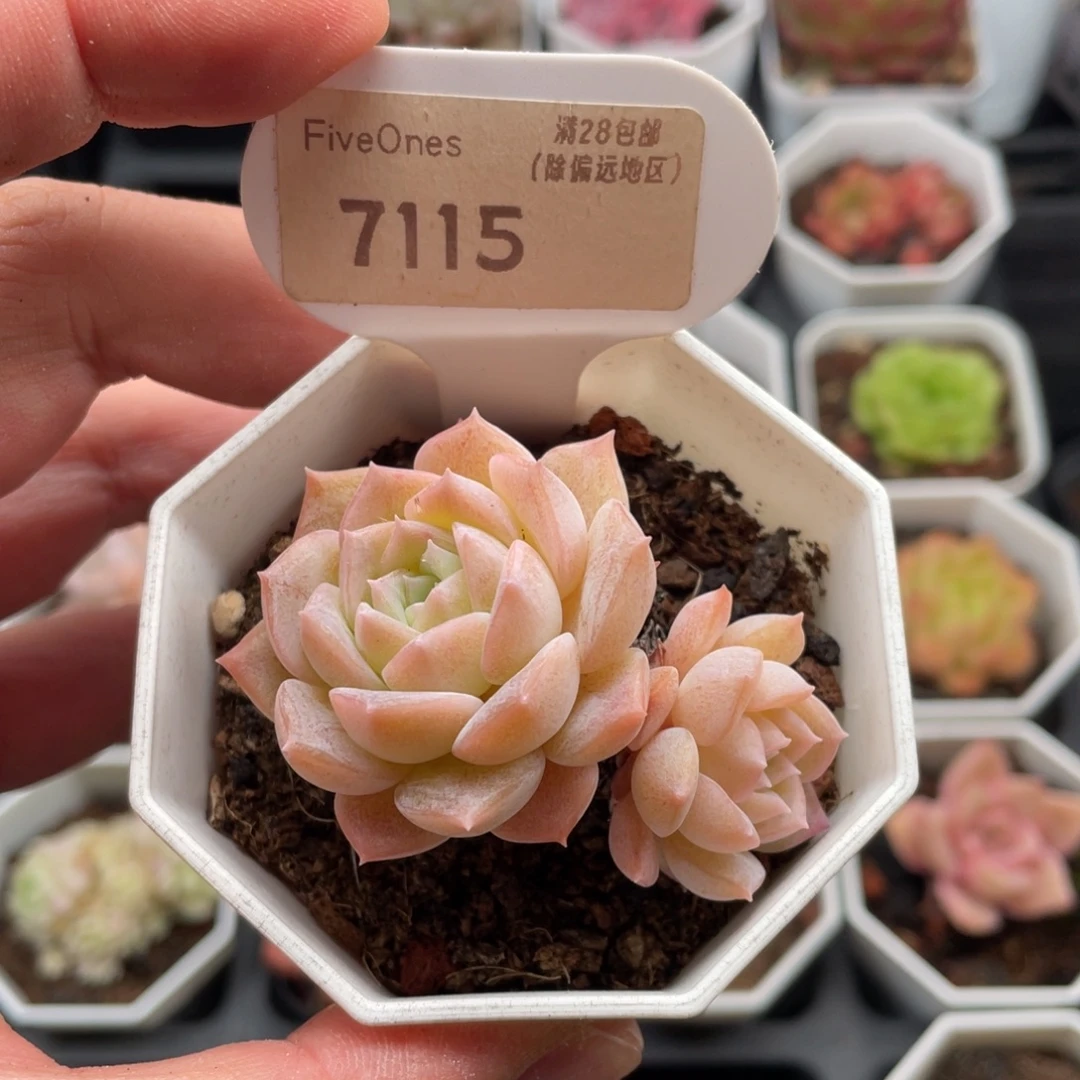 纯爱7115-6.0厘米