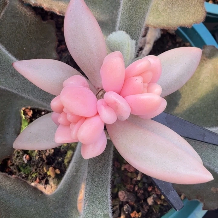 蜜桃啵啵锦带嫁接木