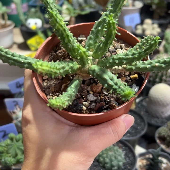 九头龙带盆1111111111