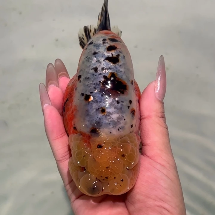 海水鱼金鱼兰寿活体淡水观赏鱼