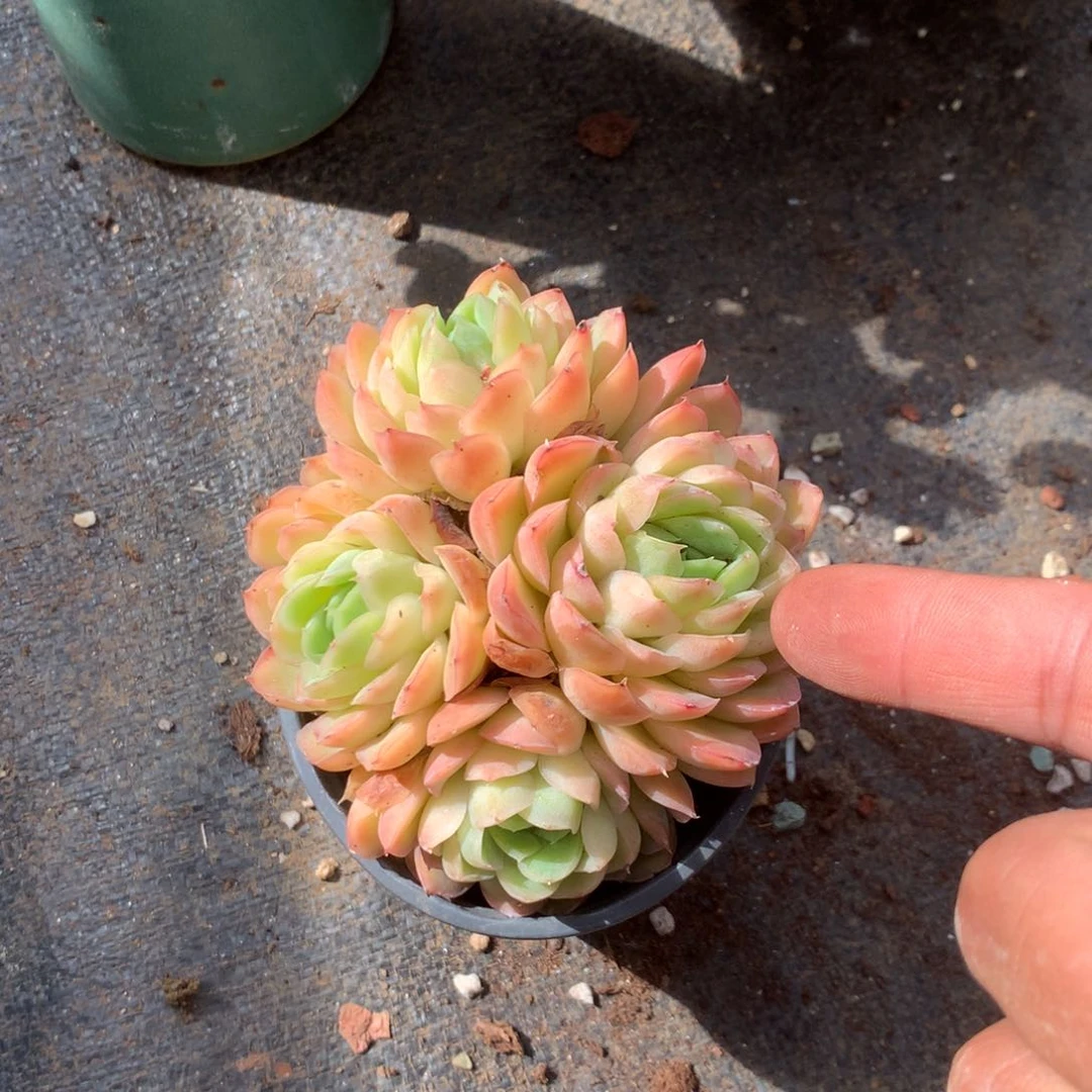 清政府也会为自己