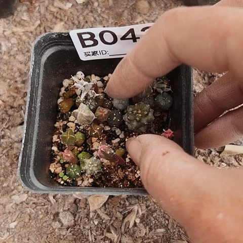 当前无花栽培后可以开花042仙人球