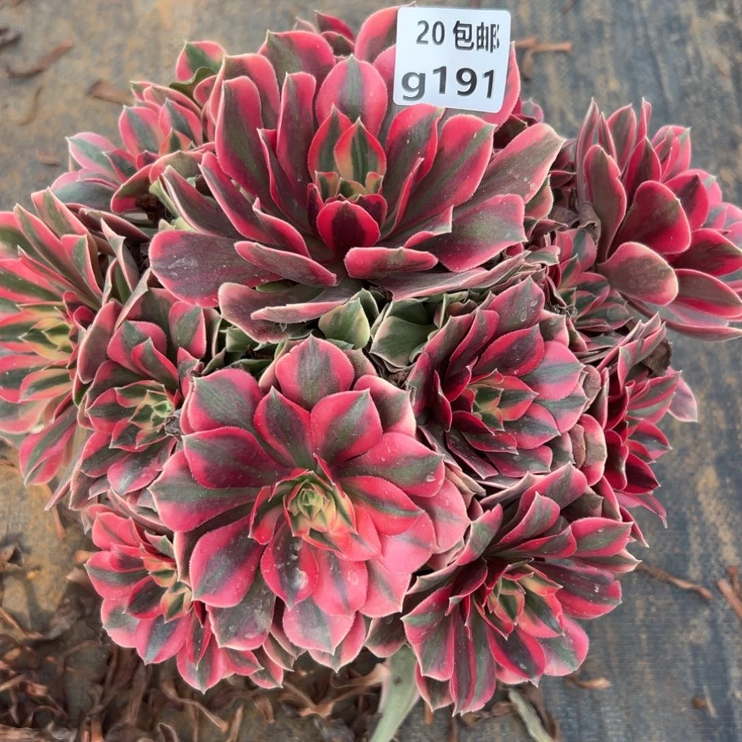 191女妖，满20包邮嘟叮熊