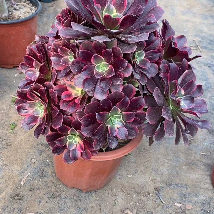 金丝雀115多肉植物法师法师