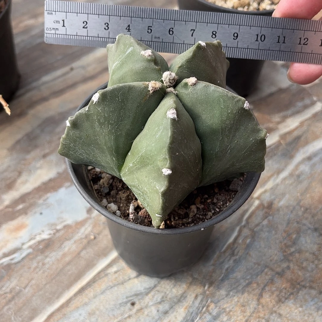 实生龟甲鸾凤玉一物一拍