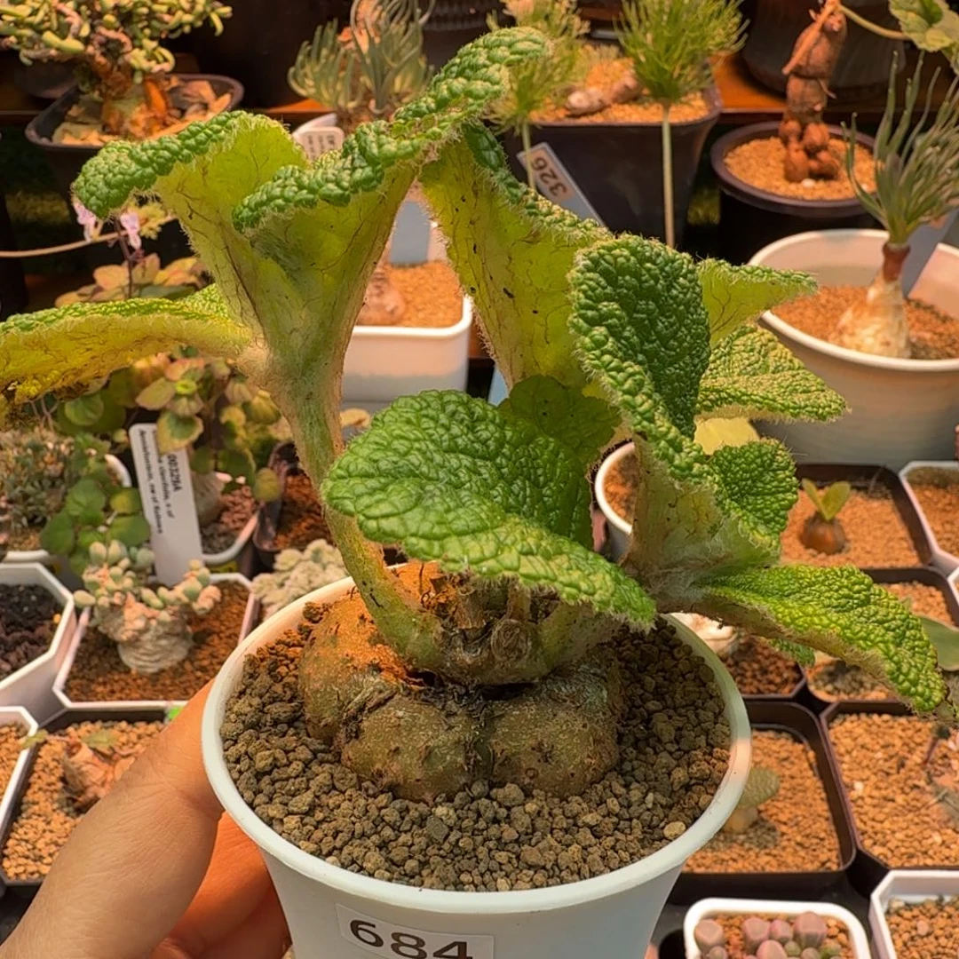 断涯王子684 仙人掌