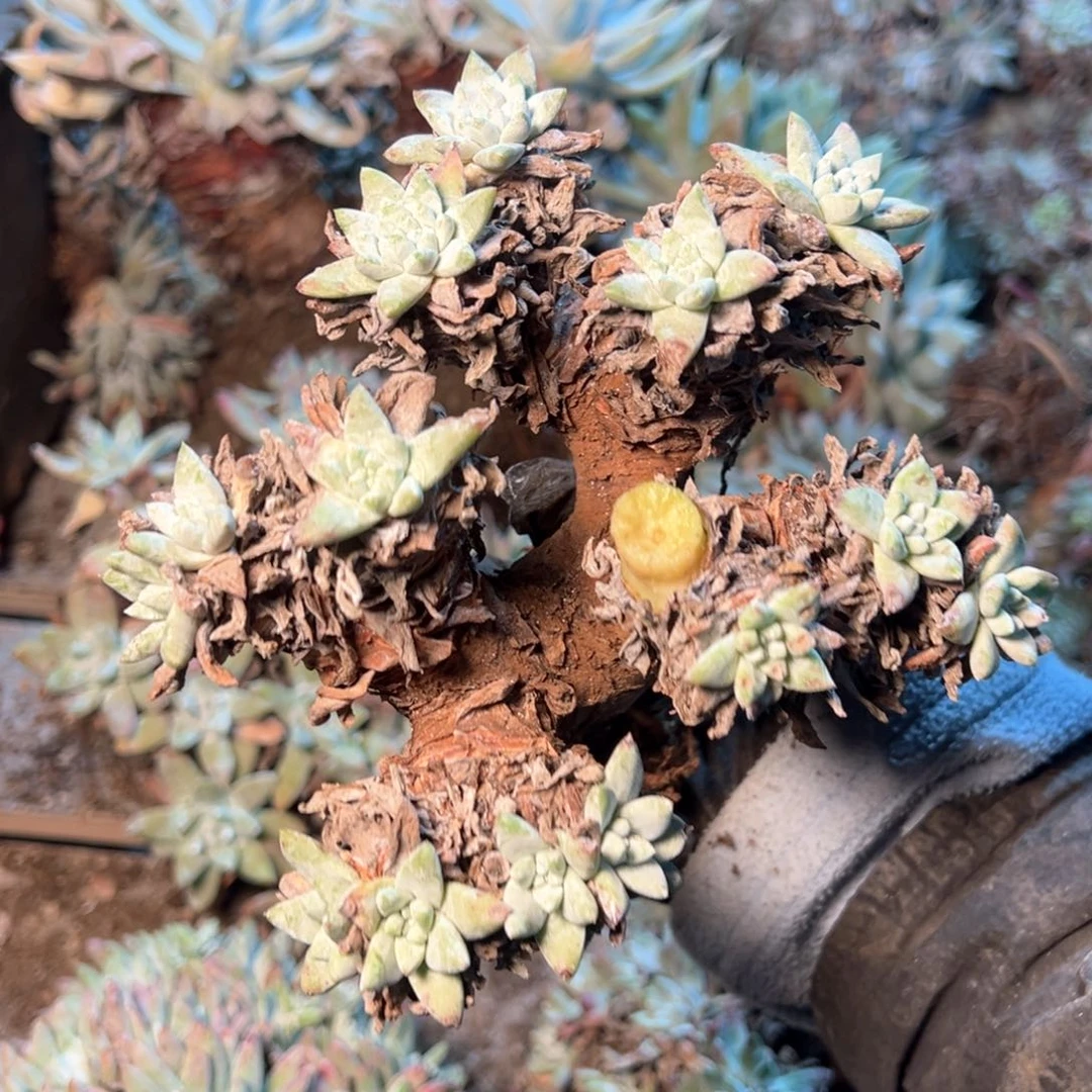 7865瑕疵不售后哈哈哈哈