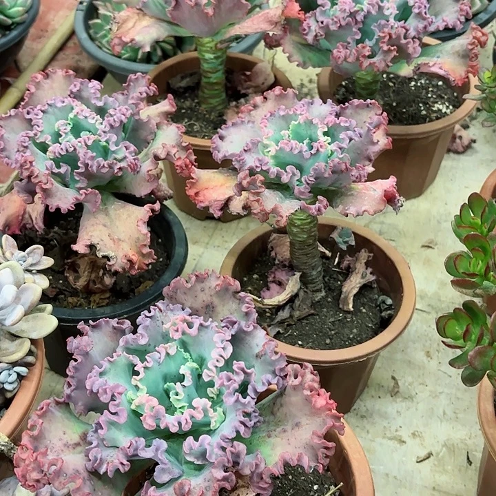 女王花笠粗桩精品清货