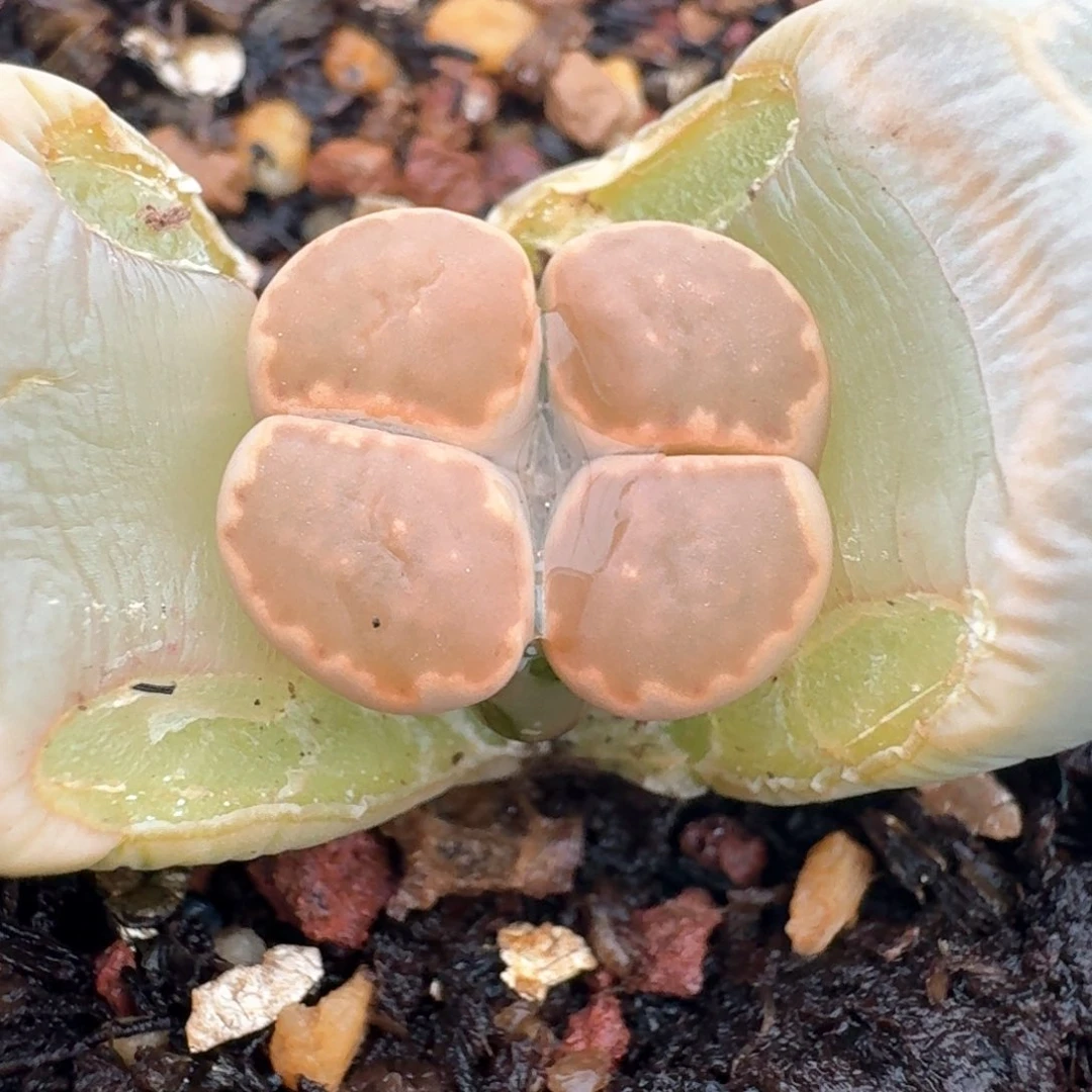 206双头脱土发货00000