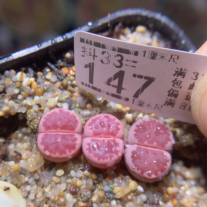 精品生石花33.147紫贝