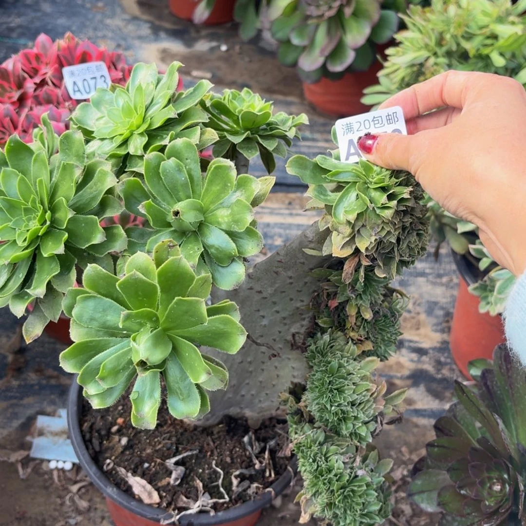 72多肉植物捧花的时候
