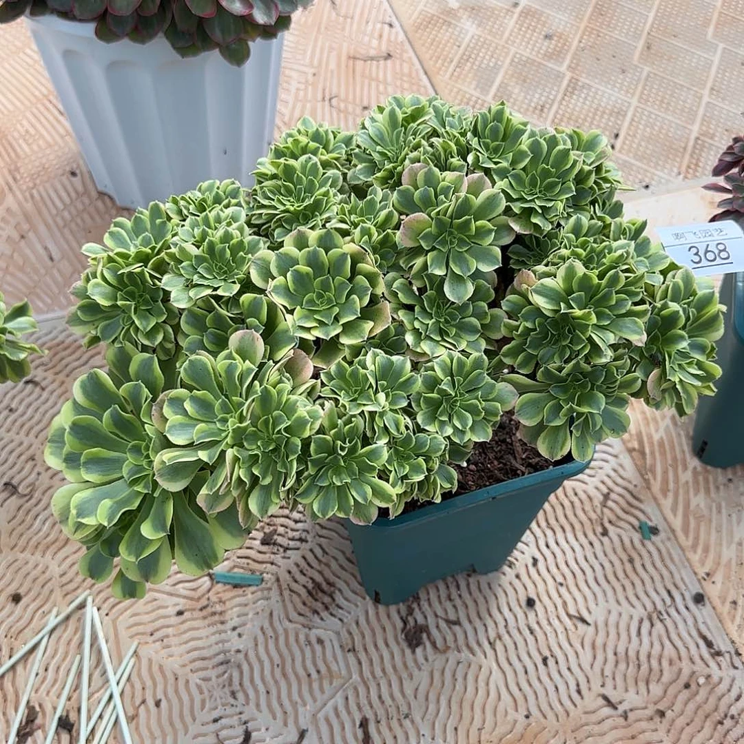 梦***见368多肉 绿豆沙缀福利