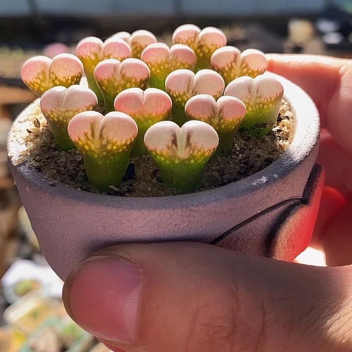 原株红风铃一颗。