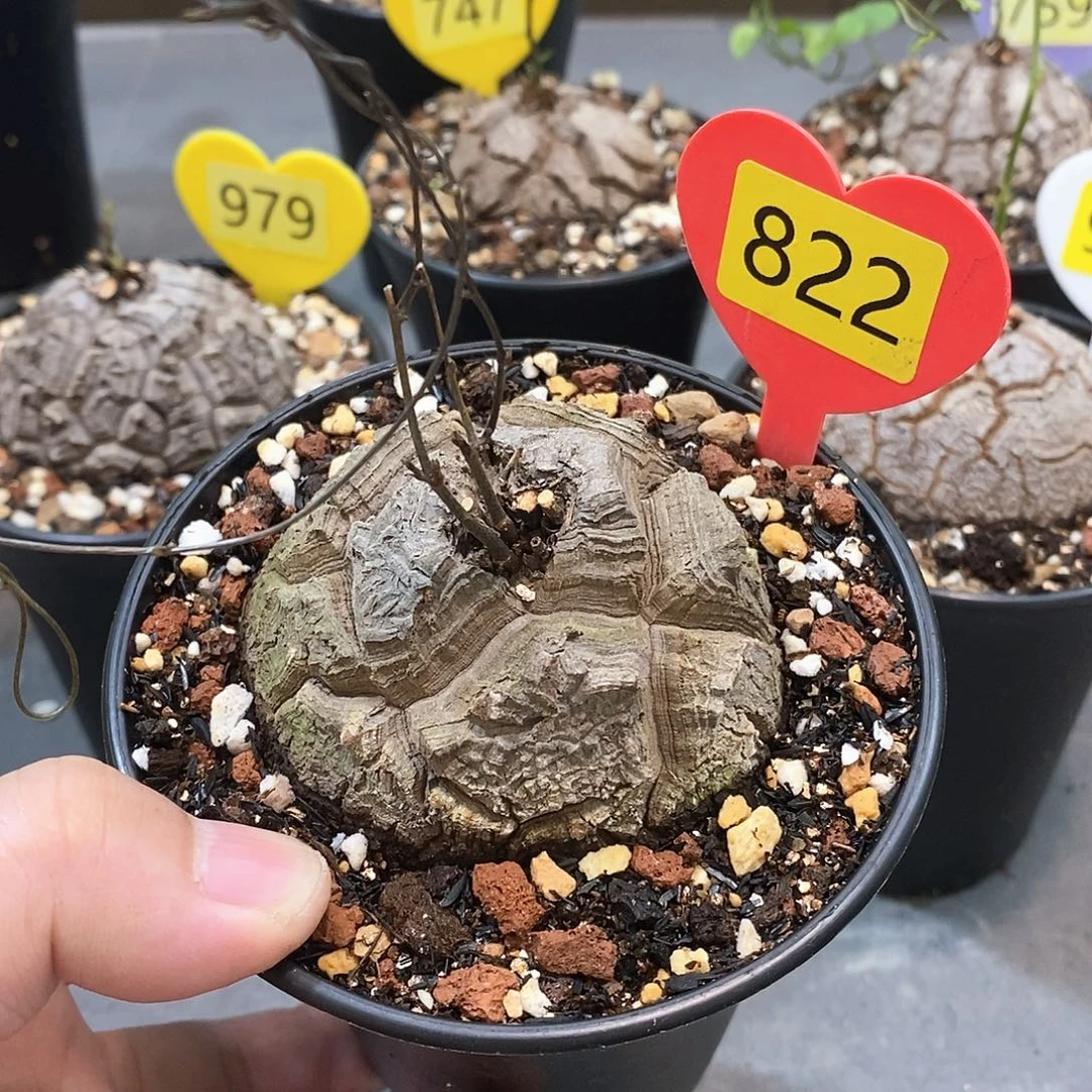 南非龟甲龙龟甲龙