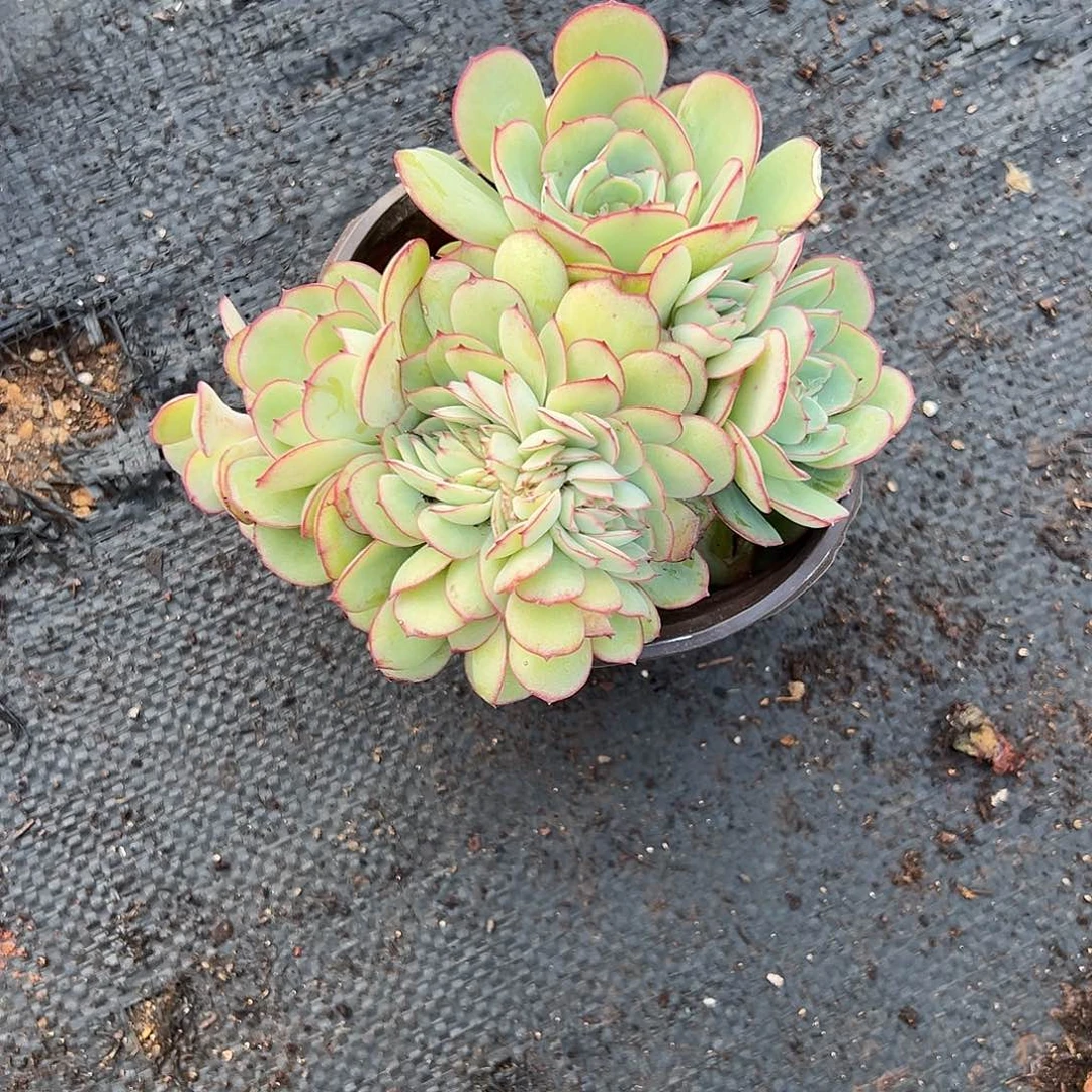 多肉植物一物一拍