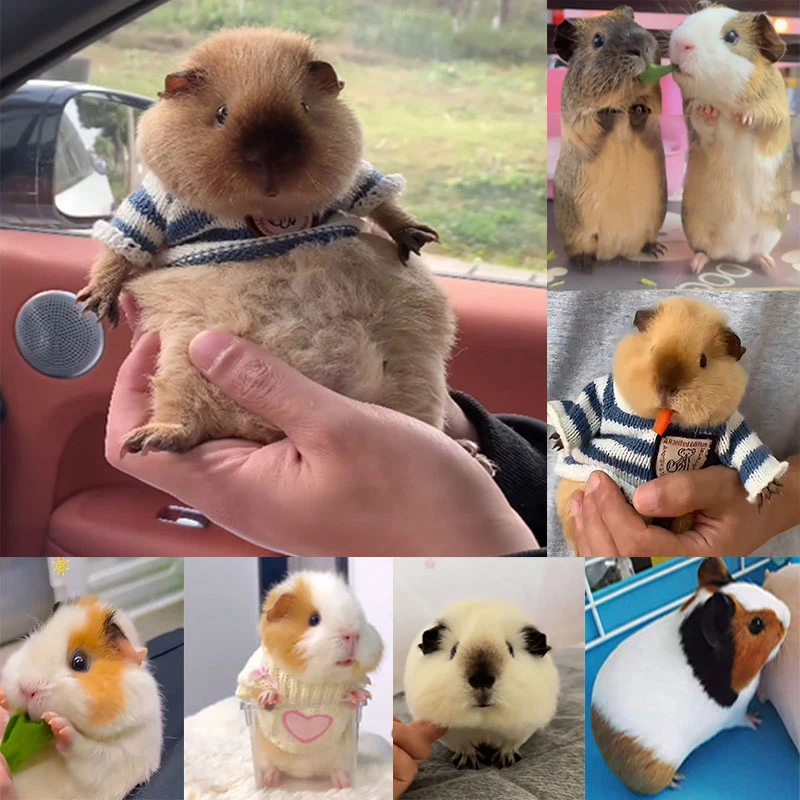 家养小宠物荷兰猪豚鼠温顺可爱易上手