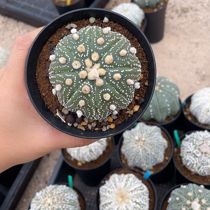 细雪琉璃瑕疵特价