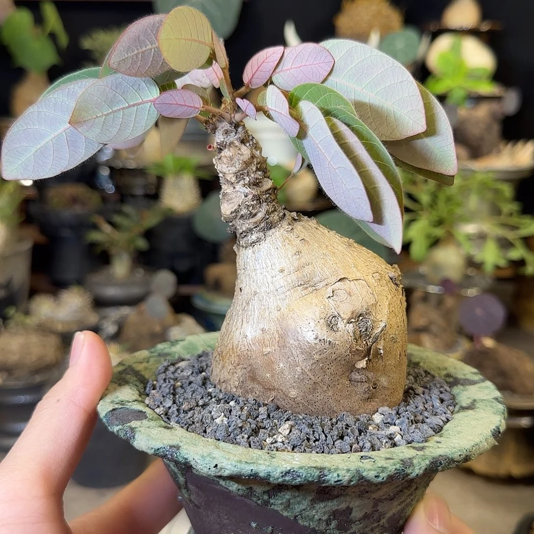 一物一拍奇异油柑11